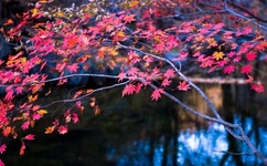 换个方式做吧未增删动画樱花